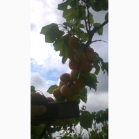 Проодам сажанці абрикоса сливи персика