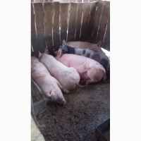 Продам мясных свиней оптом 140 голов