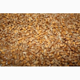 Продам фуражную пшеницу 5 класса на экспорт