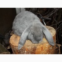 Самцы кроліки, кроли французского барана (голубой)