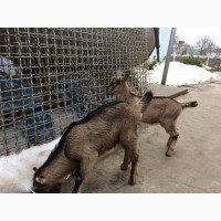 Продам двух козлов породы Ламанча и Альпийский