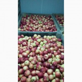 Продаю яблука сорт айдаред загазовані другий сорт