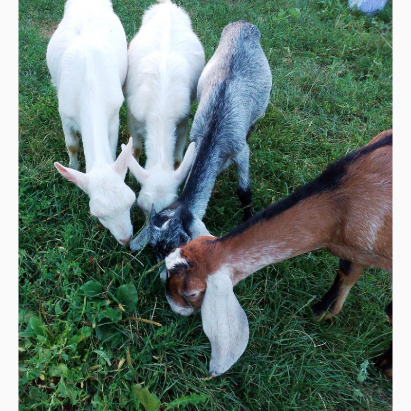 Фото 3. Срочно продам стадо коз и 2-х козлов
