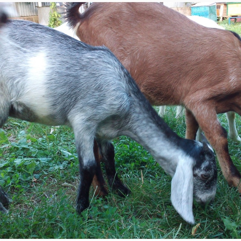 Фото 4. Срочно продам стадо коз и 2-х козлов