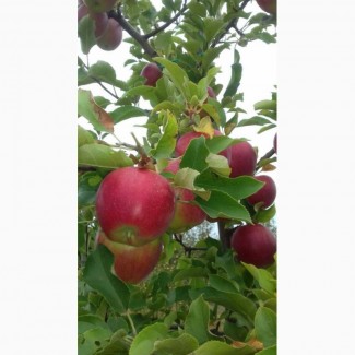 Продам яблоки со своего сада отличного качества, без паршы, градобоя