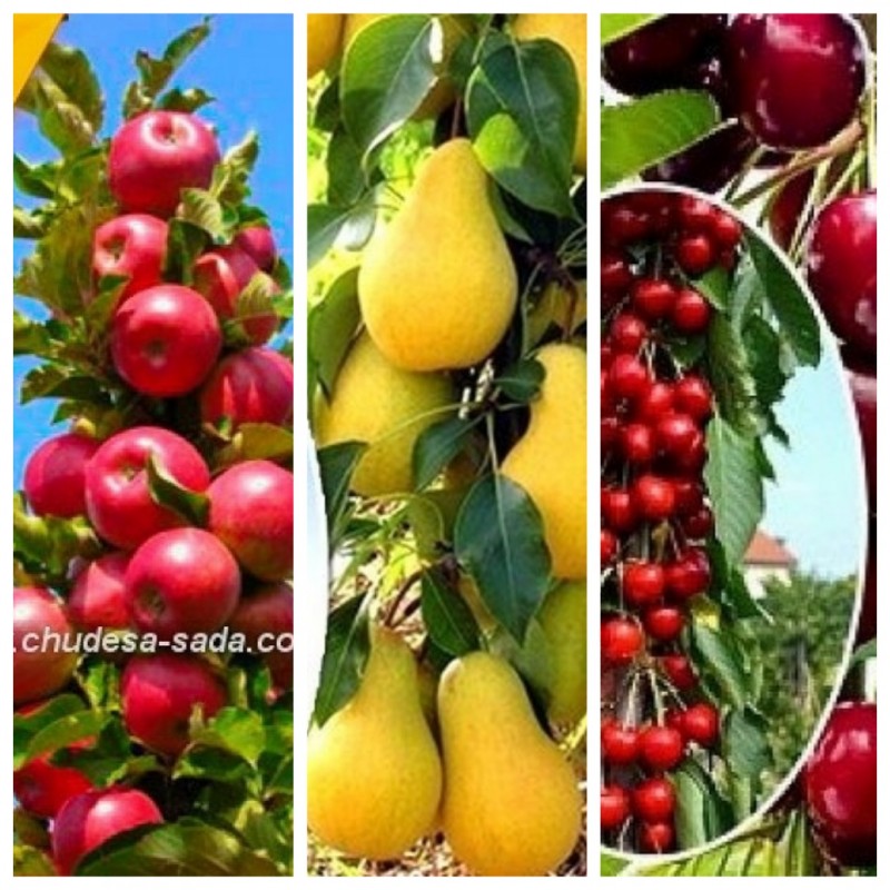 Фото 3. Колоновидные деревья слива, персик, груша, черешня, яблоня.вишни, абрикос