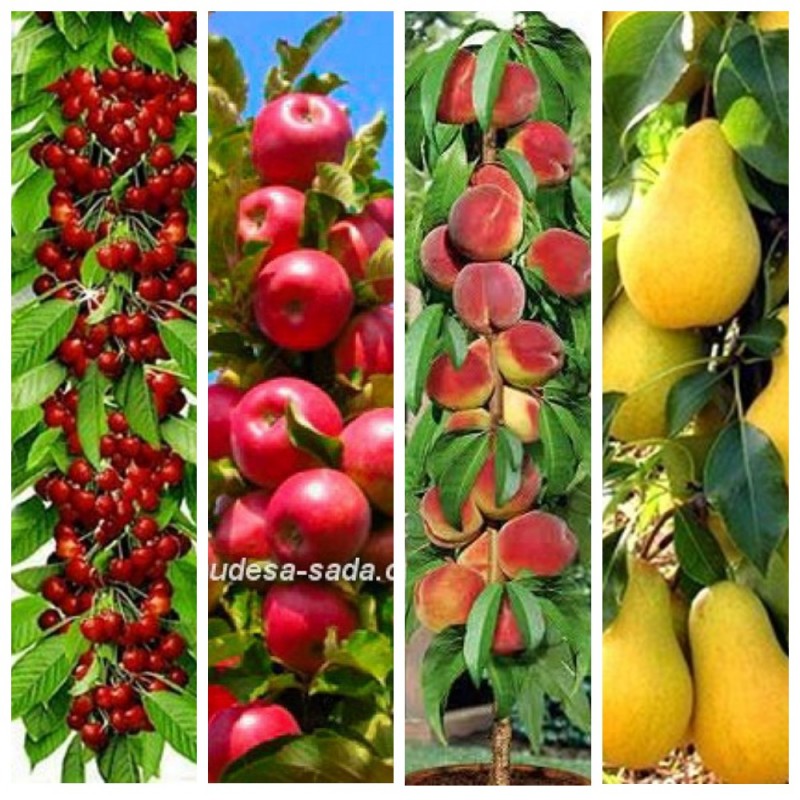 Фото 4. Колоновидные деревья слива, персик, груша, черешня, яблоня.вишни, абрикос