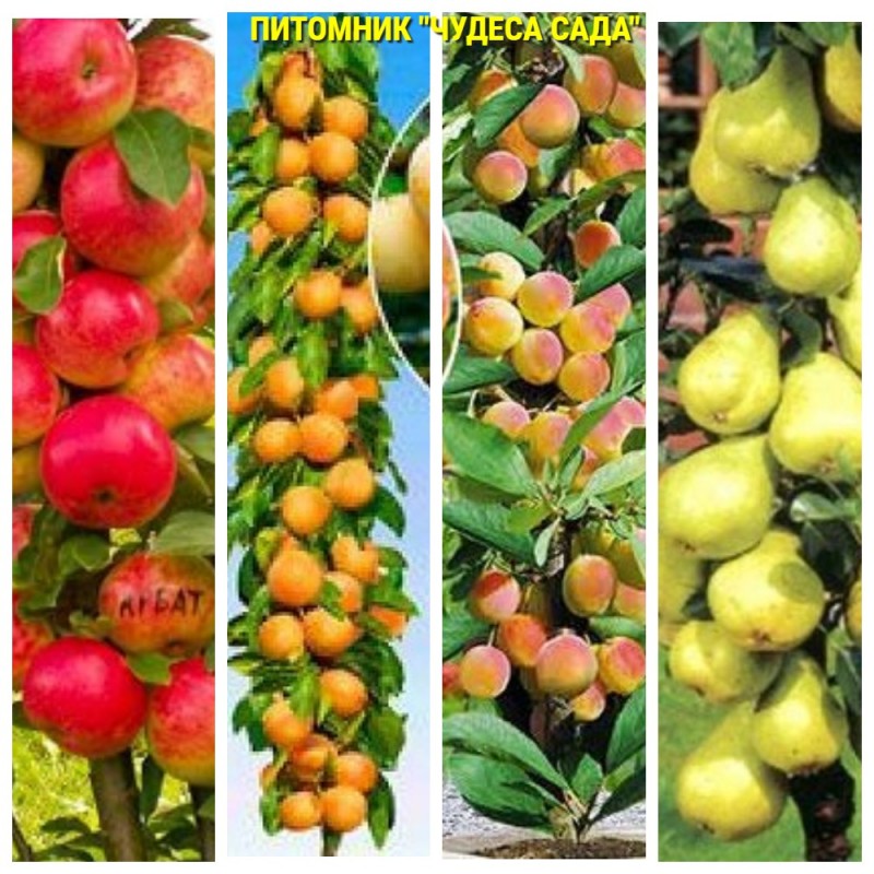 Фото 2. Колоновидные деревья слива, персик, груша, черешня, яблоня.вишни, абрикос