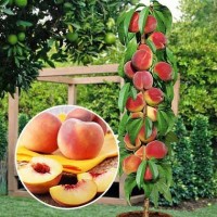 Колоновидные деревья слива, персик, груша, черешня, яблоня.вишни, абрикос