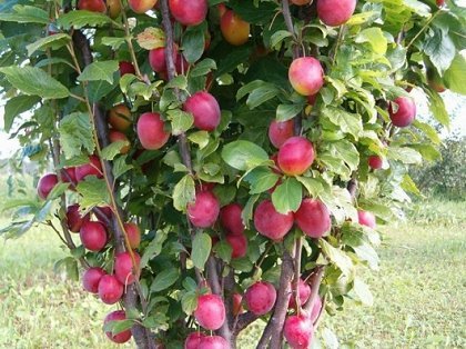 Фото 7. Колоновидные деревья слива, персик, груша, черешня, яблоня.вишни, абрикос