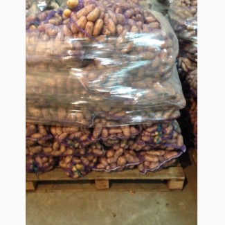 Картофель гранада цена 3 грн. размер 6+ коль-во 70 тонн качество супер