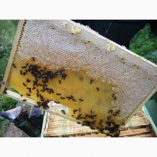 Продам бджолопакети карпатка