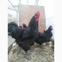 Куры орпингтон, инкубационное яйцо, цыплята