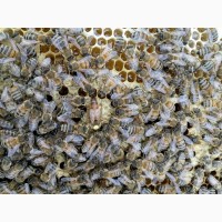 Продам бджолині матки
