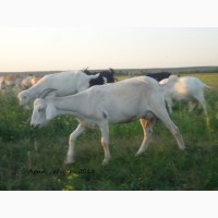 Продам дойную полукровную нубозааненскую козу покрытую 100% нубийским козлом