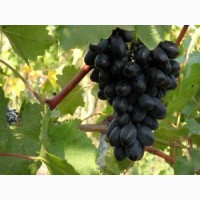 Продам виноград оптом, Запорожская обл