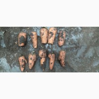 Продам морковь на корм или переработку от 0.30 коп