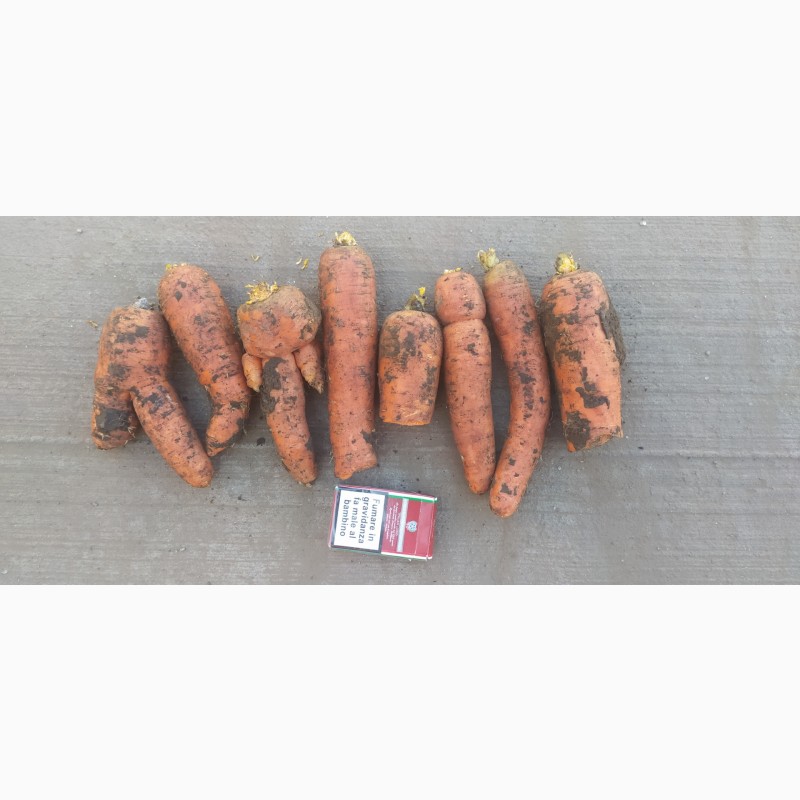 Фото 4. Продам морковь на корм или переработку от 0.30 коп