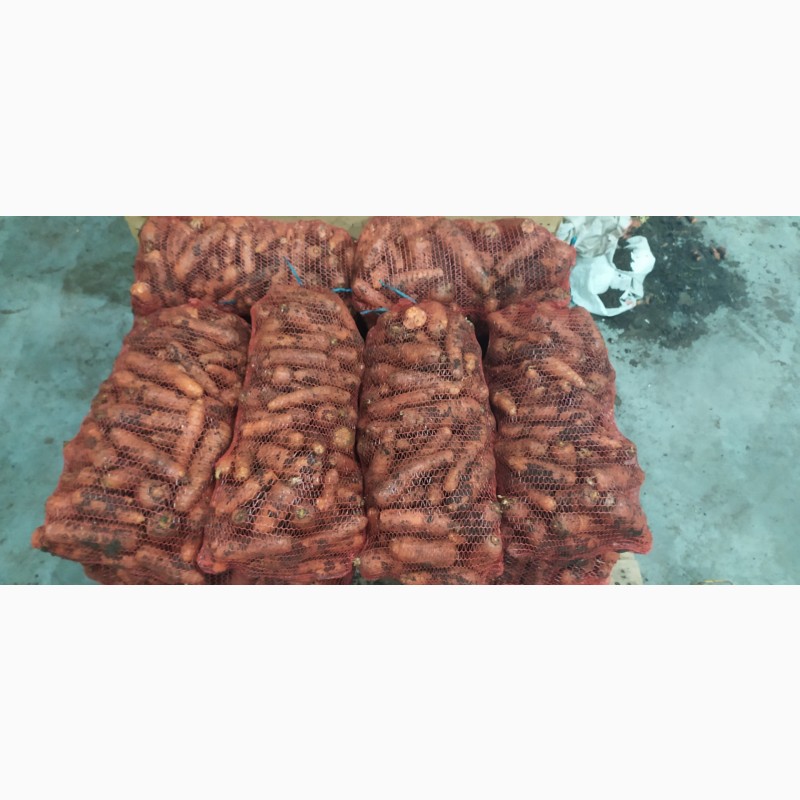 Фото 5. Продам морковь на корм или переработку от 0.30 коп