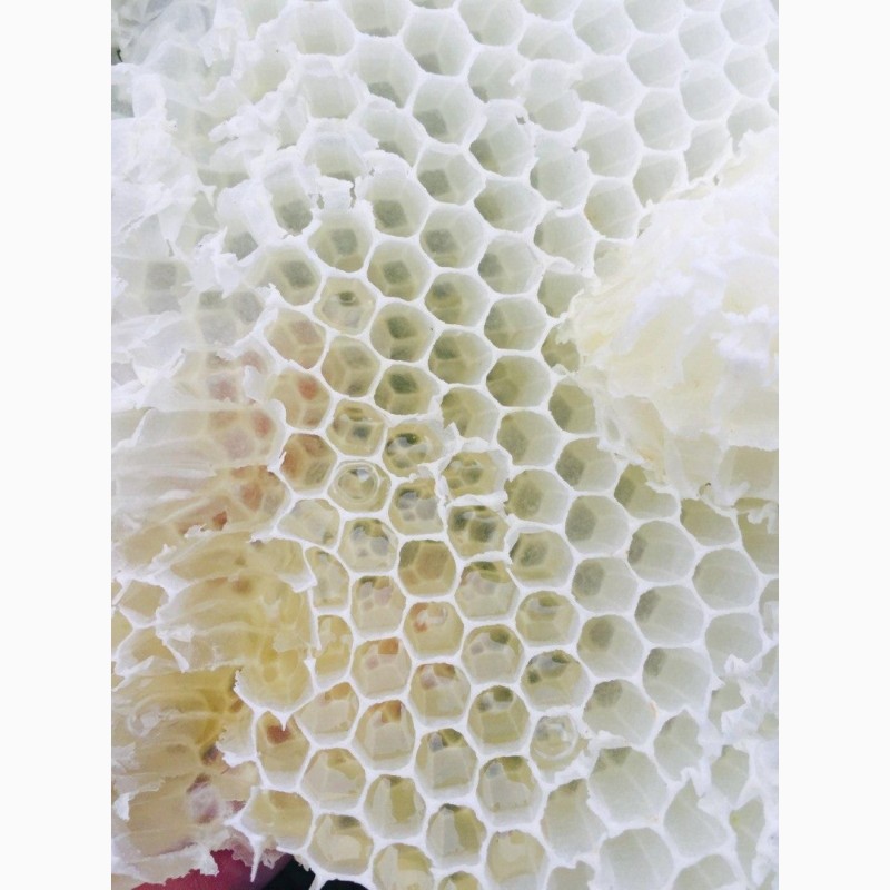 Фото 2. Продам бджолопакети