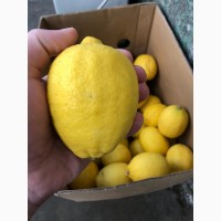 Продам Лимон опт