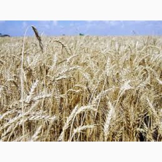 Пшениця м#039;яка озима Ангелус