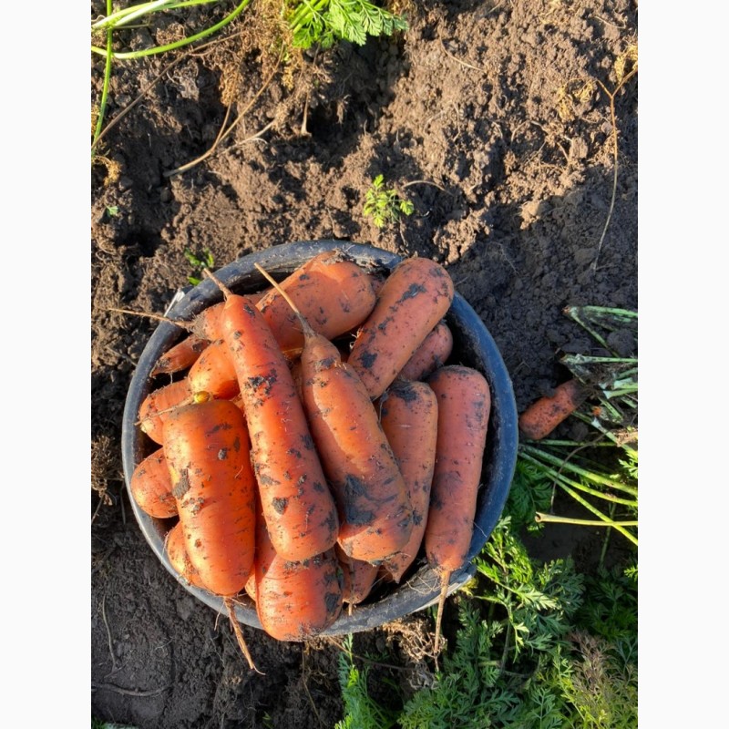 Фото 2. Продам морковь абако сетевого качества
