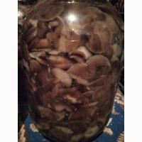 Продам маринованные грибы опята