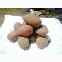 Продам посадкову картоплю Альвара