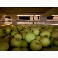 Продаємо яблука таких сортів Голден, Ред Делішес, Фуджі, Грені Смітт
