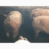 Продам партію свиней 60 голів