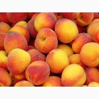 Закупаем персик на переработку урожая 2021