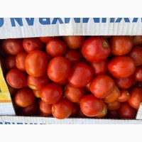 Продам грунтовой помидор отличного качества с поля