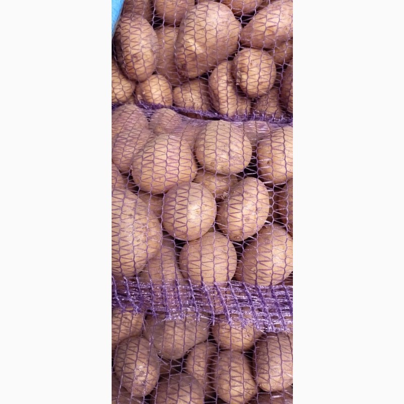 Фото 7. Продам товарный и семенной картофель отличного качества
