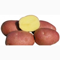 Насіннєва картопля сорт Беллароза 1 репродукція