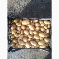 Продам семенной картофель Королева Анна