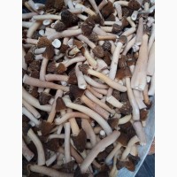 Продам гриби сморчки