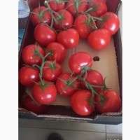 Продам помидор качество на высоте
