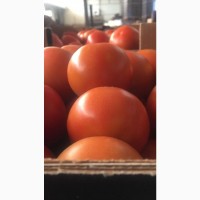Продам помидор качество на высоте