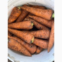 Продам морковь раннюю