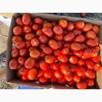 Продам помідори