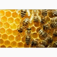 Продам бджолопакети 100шт