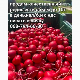 Продам качественный редис нал/безнал