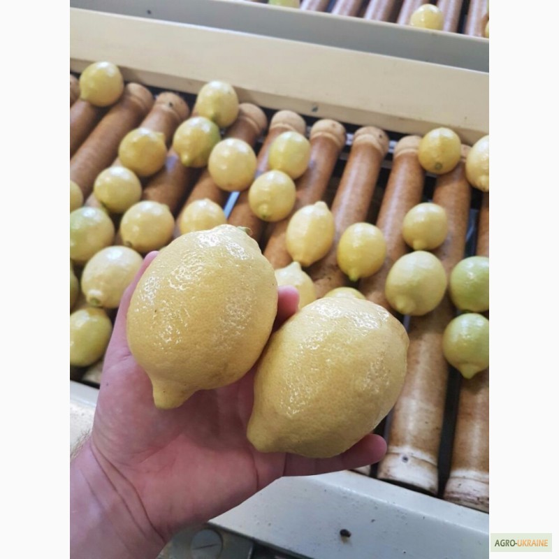 Фото 4. Предлагаем лимон, апельсин из Аргентины