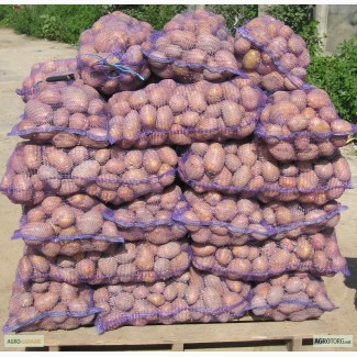 Продам картоплю сортів Джаерла,Колетта,Беллароза