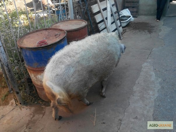 Фото 4. Продам свиноматку венгерской мангалицы