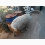 Продам свиноматку венгерской мангалицы