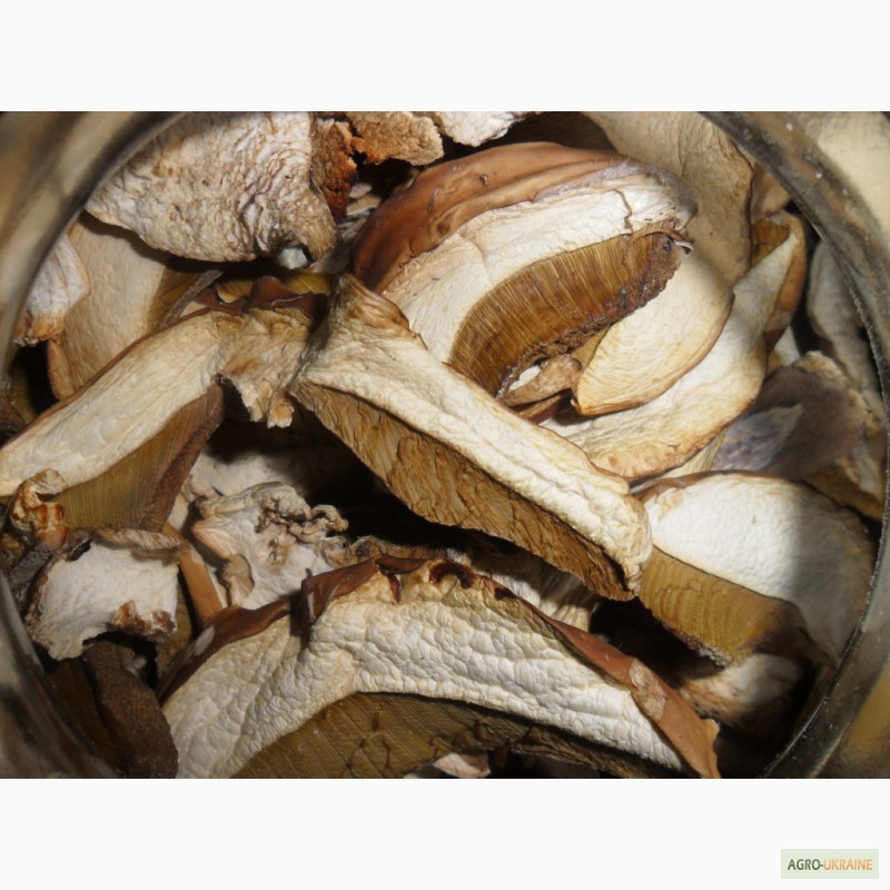 Фото 2. Сухі білі гриби (відмінна якість)