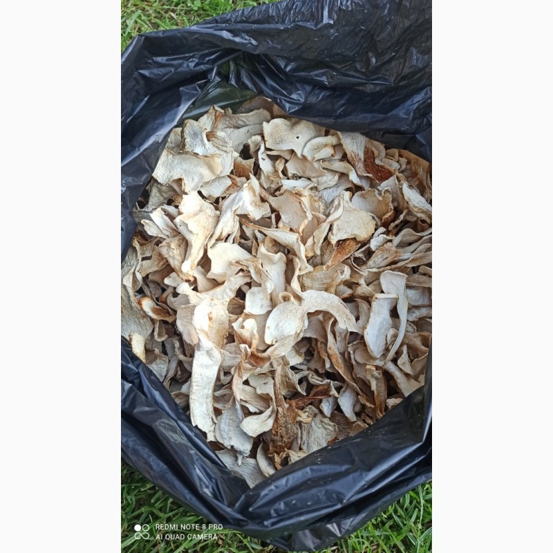 Фото 6. Сухі білі гриби (відмінна якість)