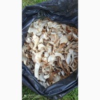 Сухі білі гриби (відмінна якість)